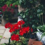 5 nieszablonowych roślin do Twojego ogrodu
